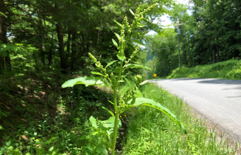 yellow dock plant on the side of the road